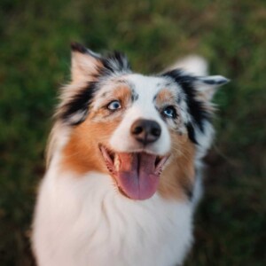 mini-australian shepherd